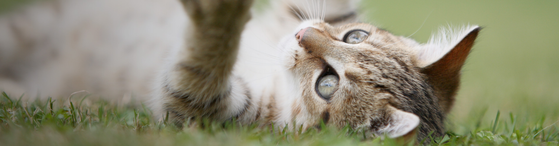 Honden en katten