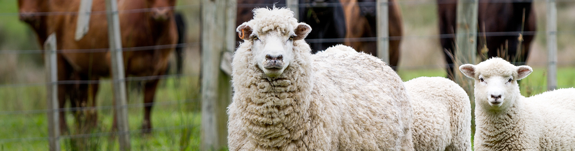 Voer landbouwhuisdieren